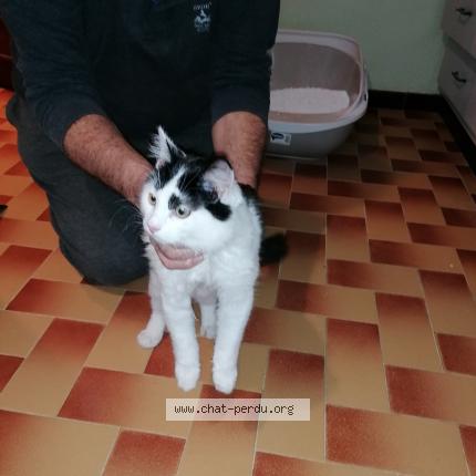 Foto 1/2 Gato encontrado Encontrado en Epinal 88000