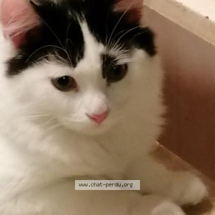 Foto 2/2 Gato encontrado Encontrado en Epinal 88000