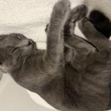 Foto del gato perdido en Villeneuve De Marsan