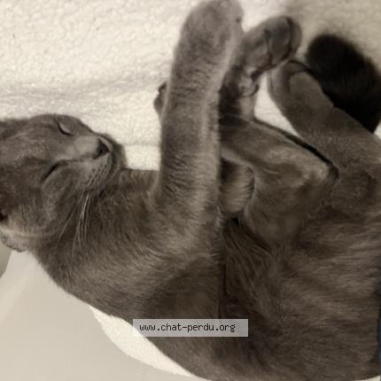 Foto 1/1 Blue Chat perdido en Villeneuve de marsan