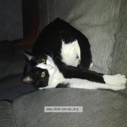 Foto 1/1 Pin-up Chat perdido en Vroncourt