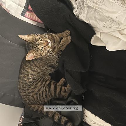 Foto 1/1 Arya Chat perdido en Chavignon