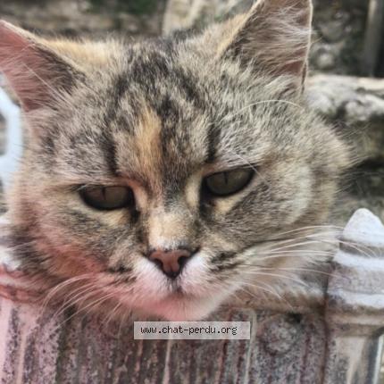 Foto 1/1 Totty Chat perdido en Le blanc