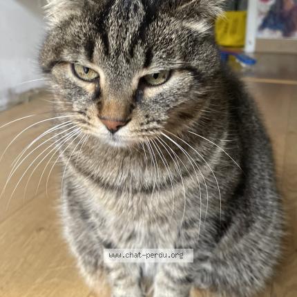 Foto 1/1 Shifou Chat perdido en Gagnac sur garonne