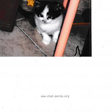 Foto 2/2 Zoëlle Chat perdido en La riviere