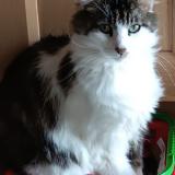 Foto del gato perdido en Beaumont Saint Cyr