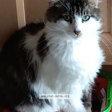 Foto 1/1 Wiki Chat perdido en Beaumont saint cyr