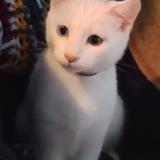 Foto del gato perdido en Saint Pantaleon De Larche