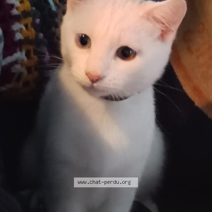 Foto 1/1 Emy Chat perdido en Saint pantaleon de larche