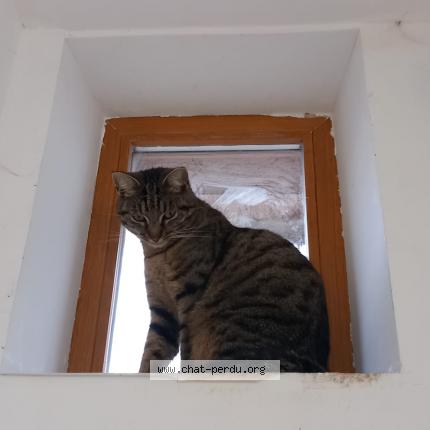 Foto 1/1 Mozart Chat perdido en Wittenheim