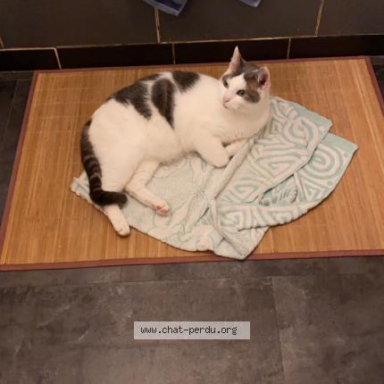 Foto 1/1 Diablo Chat perdido en Meauce