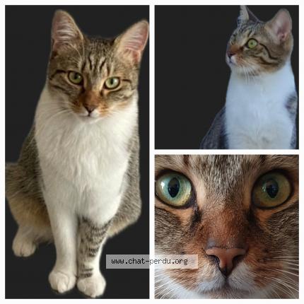 Foto 1/1 NUTS Chat perdido en Villemoisson sur orge 91360