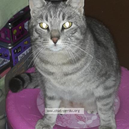 Foto 1/1 Louis Chat perdido en Grabels