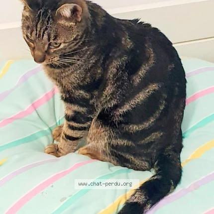 Foto 1/2 Zigzag Chat perdido en Toulouse