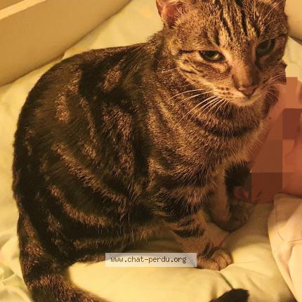 Foto 2/2 Zigzag Chat perdido en Toulouse