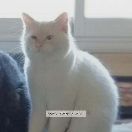 Foto 1/1 Sally Chat perdido en St gervais