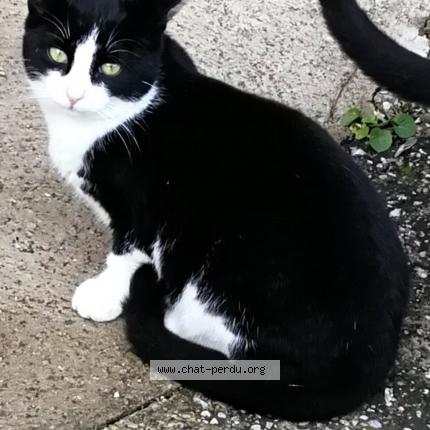 Foto 1/1 PAS ENCORE DE PRENOM DEFINITIF Chat perdido en Rompon