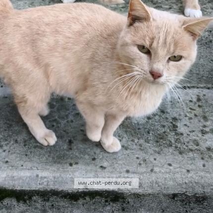 Foto 1/1 Rouquinette Chat perdido en Vervins