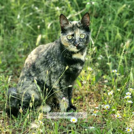 Foto 1/1 LUCIOLA Chat perdido en Sagone