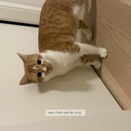 Foto 1/1 Gato encontrado Encontrado en Lavigny