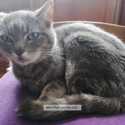 Foto 1/1 Minoute Chat perdido en Montigny les metz