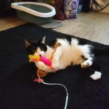 Foto del gato perdido en Voiron