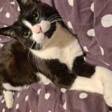 Foto del gato perdido en Montauban