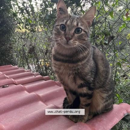 Foto 1/1 LEWIS Chat perdido en Marseille