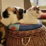 Foto del gato perdido en Marly