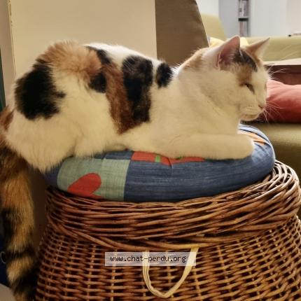 Foto 1/1 Luciole Chat perdido en Marly