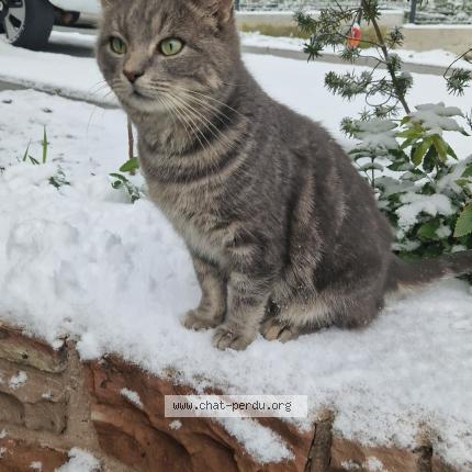 Foto 1/1 Pepsy Chat perdido en Schweighouse sur moder