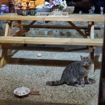 Foto 1/1 Gato encontrado Encontrado en 48300 langogne