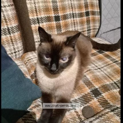 Foto 1/1 Neness Chat perdido en Roiffe