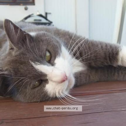 Foto 1/1 Kiwi Chat perdido en Pessac