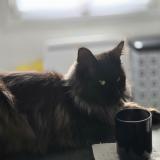 Foto del gato perdido en Rieux