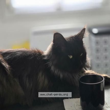 Foto 1/1 Baguera Chat perdido en Rieux