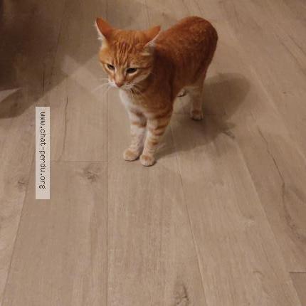 Foto 1/3 Toffee Chat perdido en Mouzeil