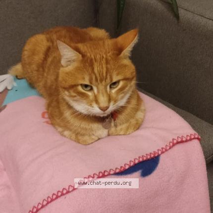 Foto 2/3 Toffee Chat perdido en Mouzeil