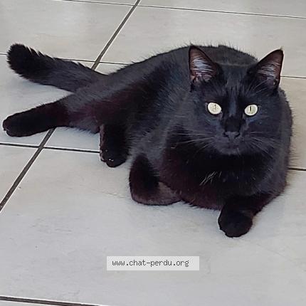 Foto 1/1 Happy Chat perdido en Sauveterre saint denis