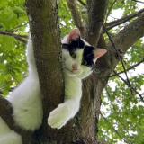 Foto del gato perdido en Ville En Selve