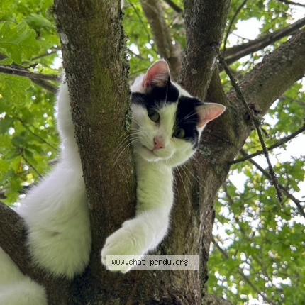 Foto 1/1 Kakashi Chat perdido en Ville en selve