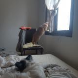 Foto del gato perdido en Saint Dizier