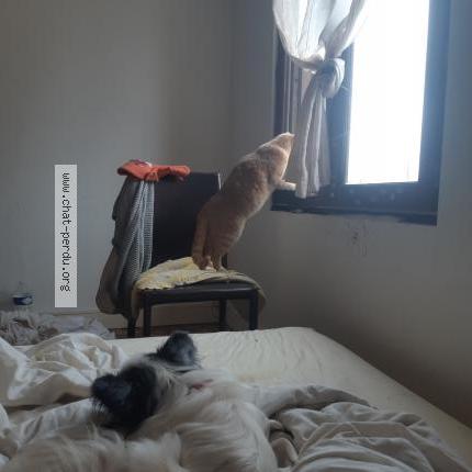 Foto 1/1 Minou Chat perdido en Saint dizier