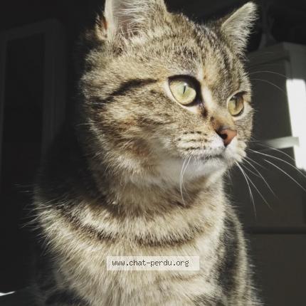 Foto 1/1 Alone Chat perdido en Saint mars la briere