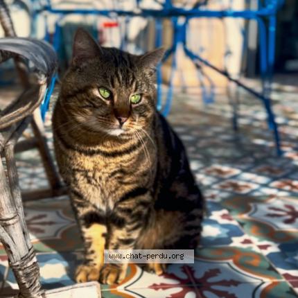 Foto 1/1 Monsieur le Chat Chat perdido en Montmorency