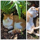 Foto del gato perdido en Fontaines St Martin