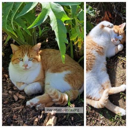 Foto 1/1 Gato encontrado Perdido en Fontaines st martin