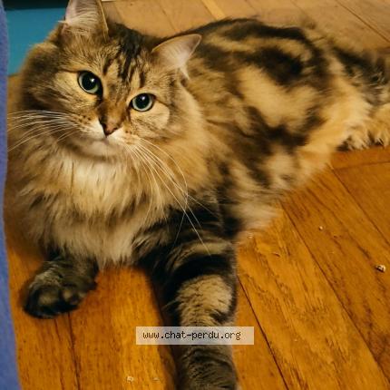 Foto 1/1 Floky Chat perdido en Dijon