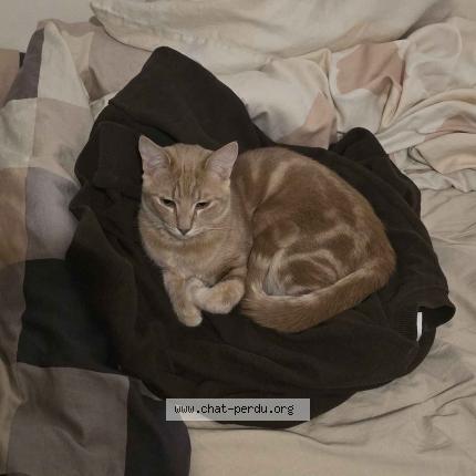 Foto 1/2 Gato encontrado Perdido en Marseille