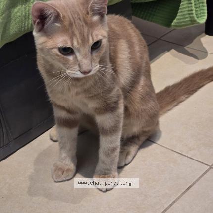 Foto 2/2 Gato encontrado Perdido en Marseille